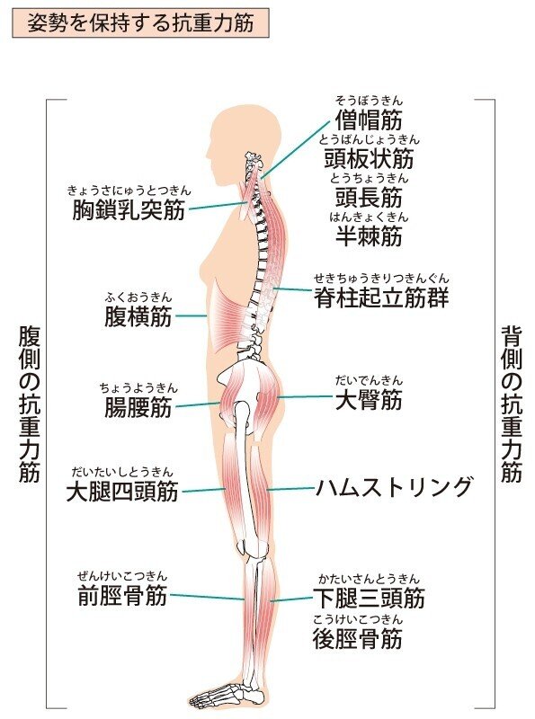 解剖　筋肉