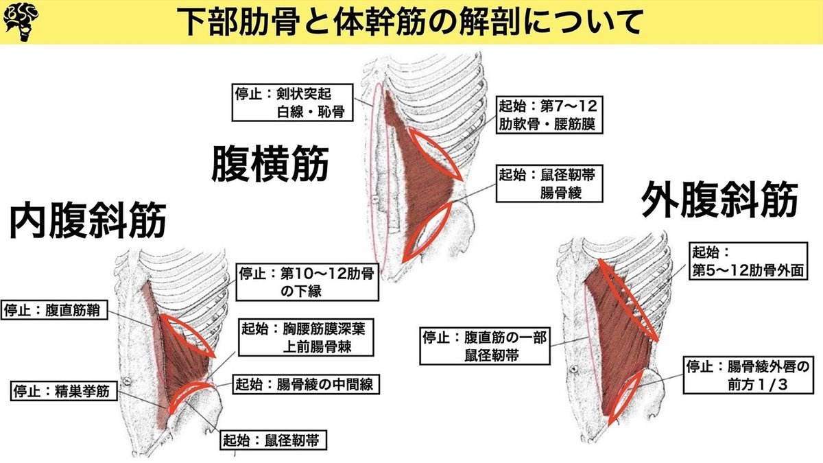 下部胸椎と体幹筋の解剖