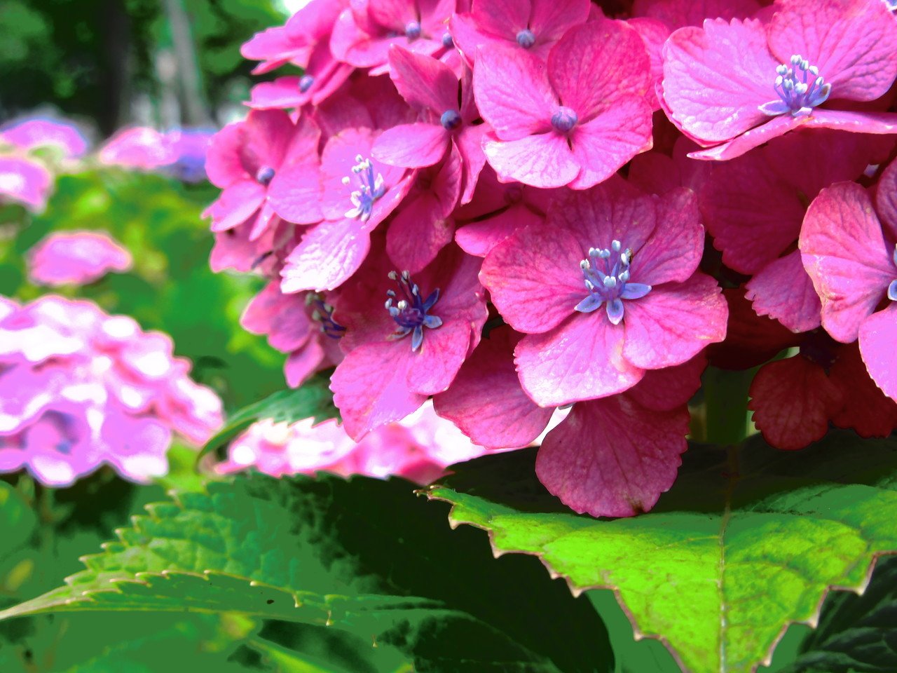 写真085 紫陽花 イラスト風加工 ノノナガ Nononaga Note 写真085 紫陽花 イラスト風加工 ノノナガ Nononaga Note