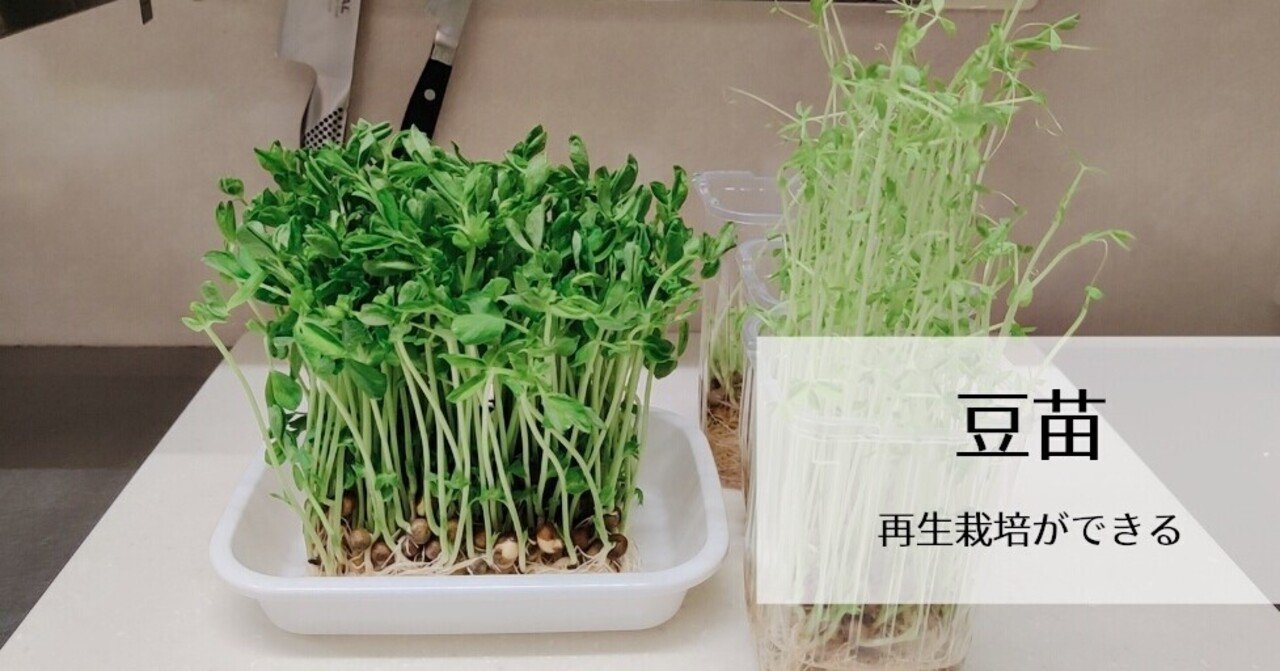 再生栽培ができる 豆苗 修家大雄 レストラン ラ フェ Note