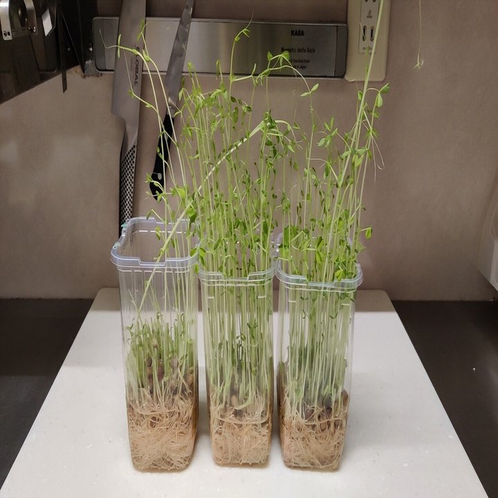 再生栽培ができる 豆苗 修家大雄 レストラン ラ フェ Note