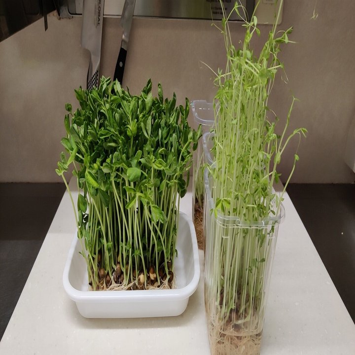 再生栽培ができる 豆苗 修家大雄 レストラン ラ フェ Note