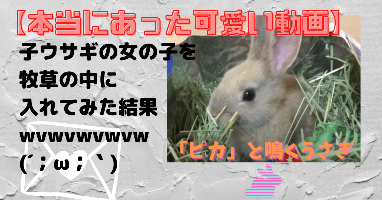 本当にあった可愛い動画 子ウサギの女の子を牧草の中に入れてみた結果wvwvwvwvw 背文字で スキ と伝えたいウサギのポリアンナ 音卯風矢 フォロバ100 Note