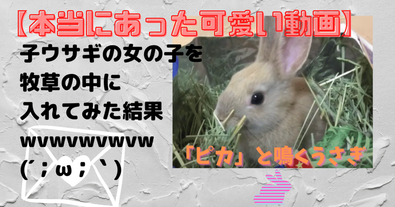 本当にあった可愛い動画 子ウサギの女の子を牧草の中に入れてみた結果wvwvwvwvw 背文字で スキ と伝えたいウサギのポリアンナ 音卯風矢 フォロバ100 Note