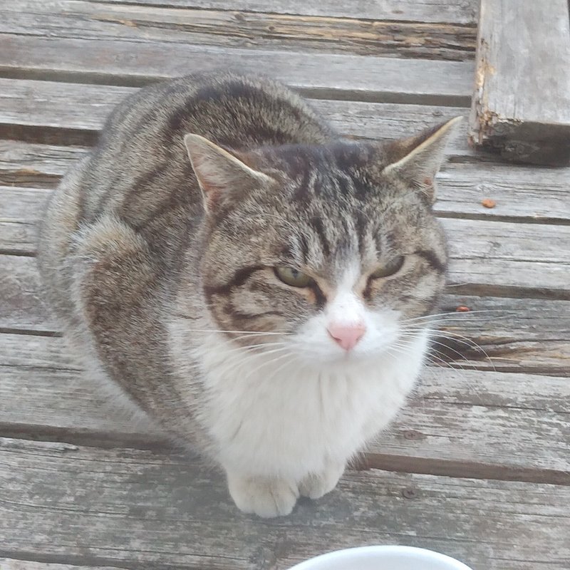 猫のモーニングコールは鬼 の新着タグ記事一覧 Note つくる つながる とどける