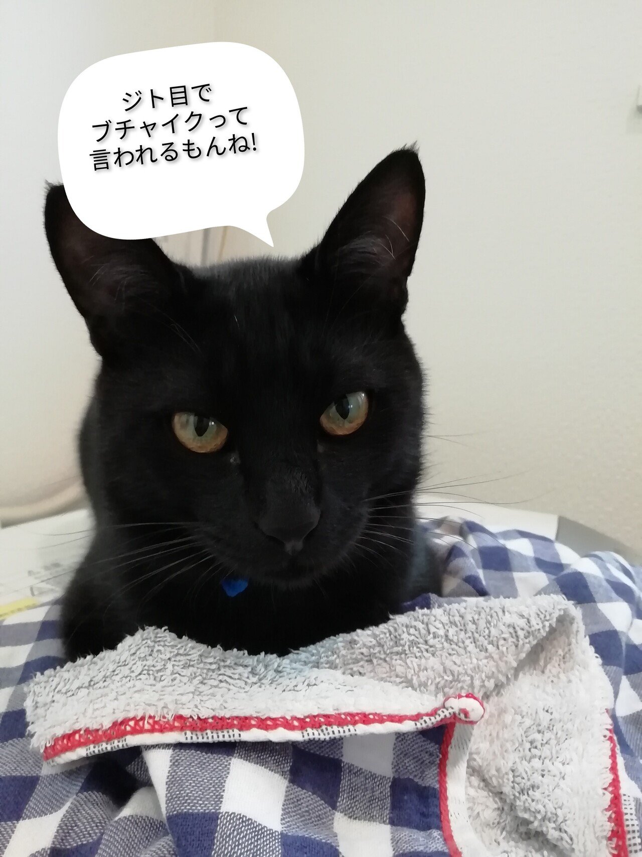 ねこねこねこ|rain beach|note