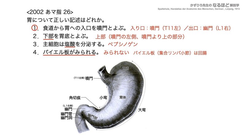 【徹底的国試対策】4-2 消化器系 - 胃・小腸.130