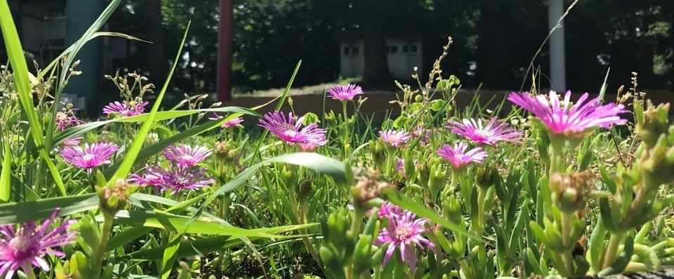 必ず花咲かす M Note