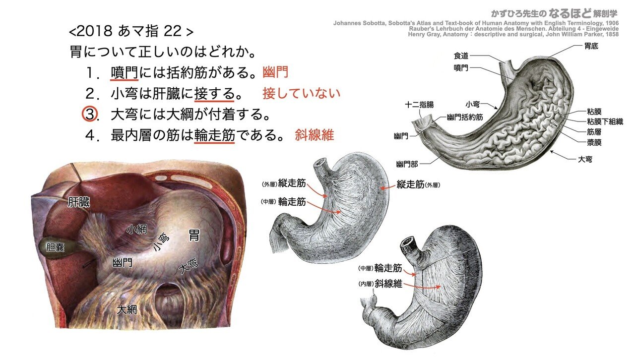 4-2 (3)】消化器系 - 胃・小腸 国試過去問解説｜かずひろ先生（黒澤一弘｜解剖学）