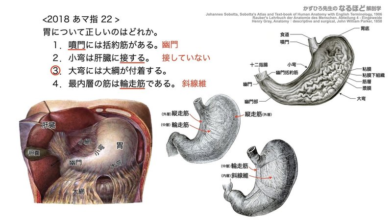 【徹底的国試対策】4-2 消化器系 - 胃・小腸.133