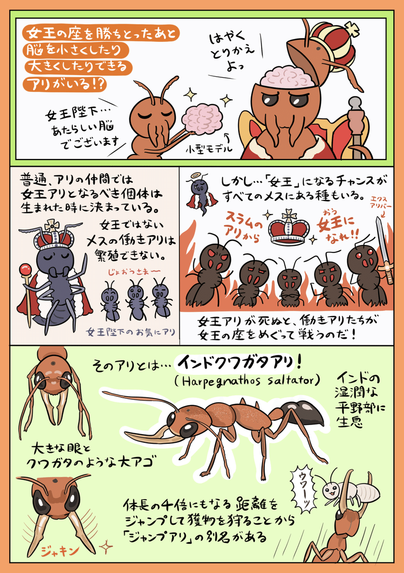 脳が小さくなってかわいいやつ インドクワガタアリ 図解 ぬまがさワタリ Note 脳が小さくなってかわいいやつ インドクワガタアリ 図解 ぬまがさワタリ Note
