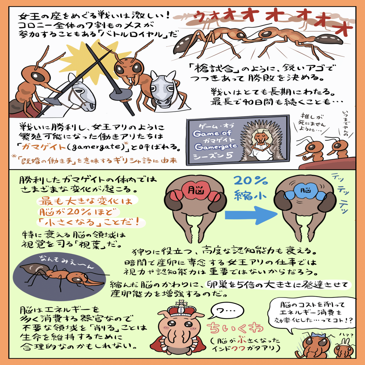 脳が小さくなってかわいいやつ インドクワガタアリ 図解 ぬまがさワタリ Note