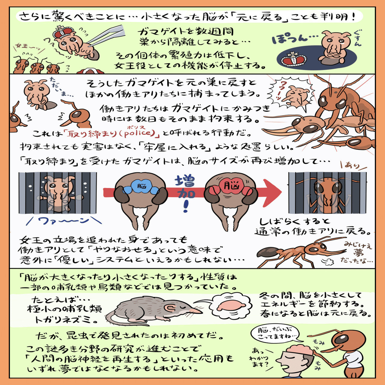 脳が小さくなってかわいいやつ インドクワガタアリ 図解 ぬまがさワタリ Note