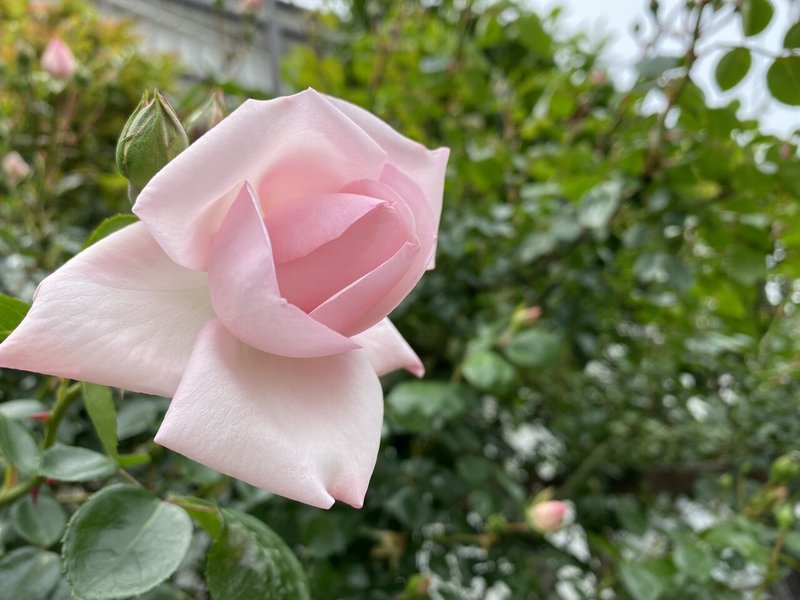 世界は美しいモノに溢れている ご近所バラ園 宮永千恵 Note