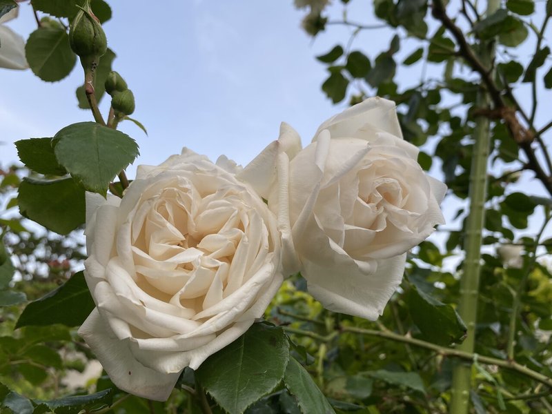 世界は美しいモノに溢れている ご近所バラ園 宮永千恵 Note