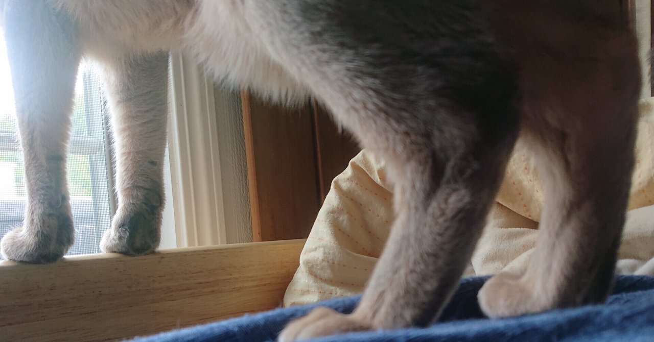 ムツゴロウさん の新着タグ記事一覧 Note つくる つながる とどける ムツゴロウさん の新着タグ記事一覧 Note つくる つながる とどける