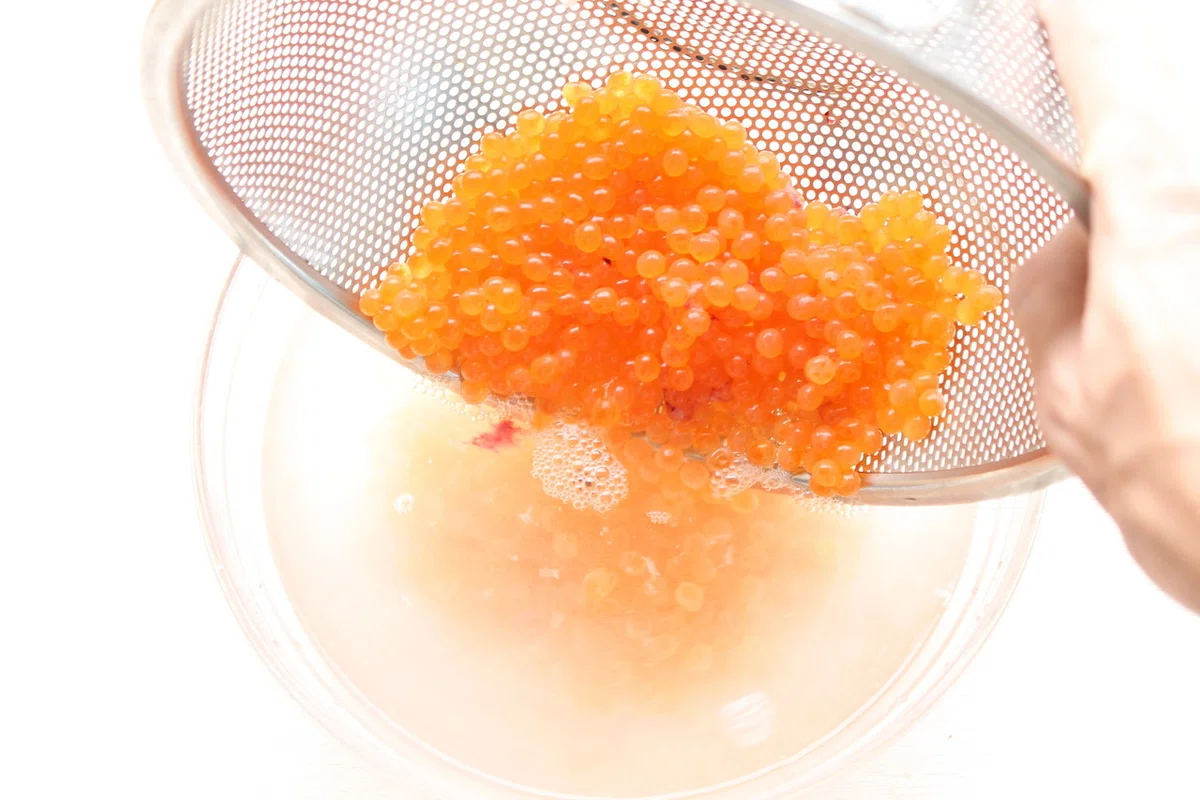 Salt Soln How to Make Salt-Cured Salmon Roe|樋口直哉(TravelingFoodLab.)