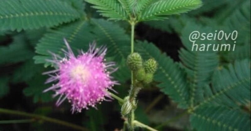 眠り草 の新着タグ記事一覧 Note つくる つながる とどける 眠り草 の新着タグ記事一覧 Note つくる つながる とどける