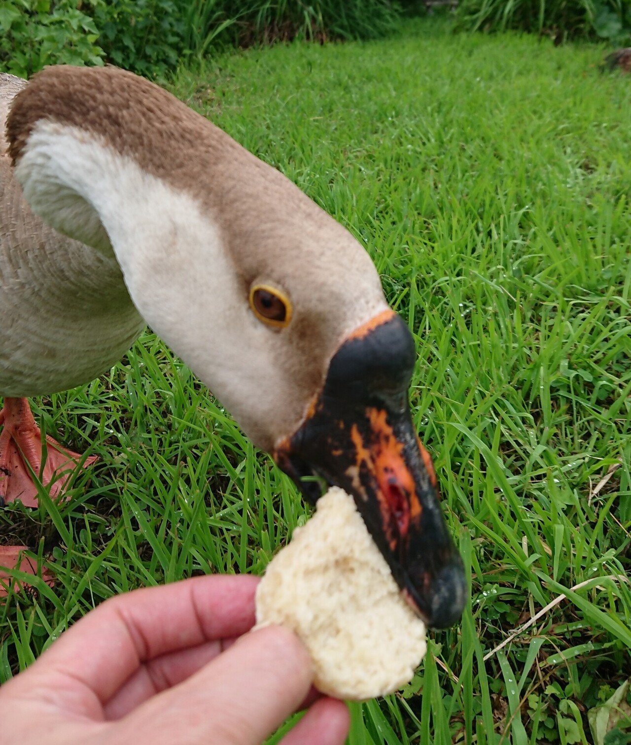 ガチョウは何を食べる 何が好き Noly Note