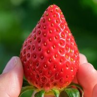 いちご農家は儲かるのか 年収は 苺屋あとりゑ Note