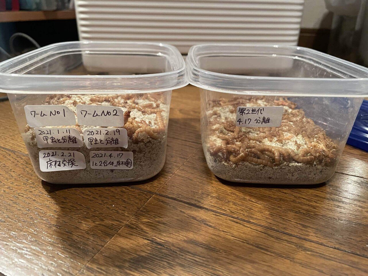ミルワーム飼育 5 12 Day199 床材交換 ミルワーム飼育日記 Note