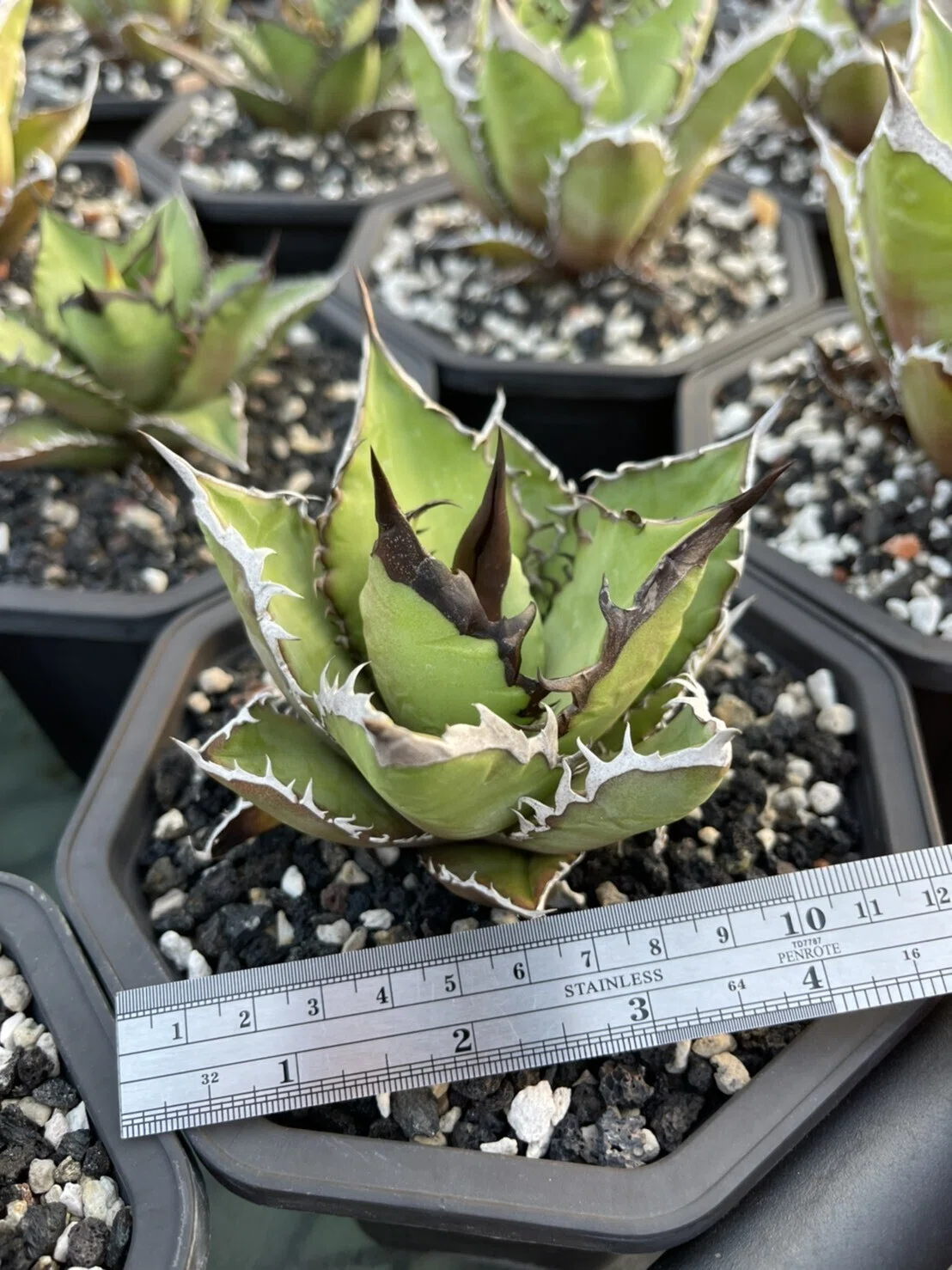 台湾ツゲ　珍しいです 日本で見つけた！レアな台湾植物｜TJ松本＠日本と海外を繋げたい