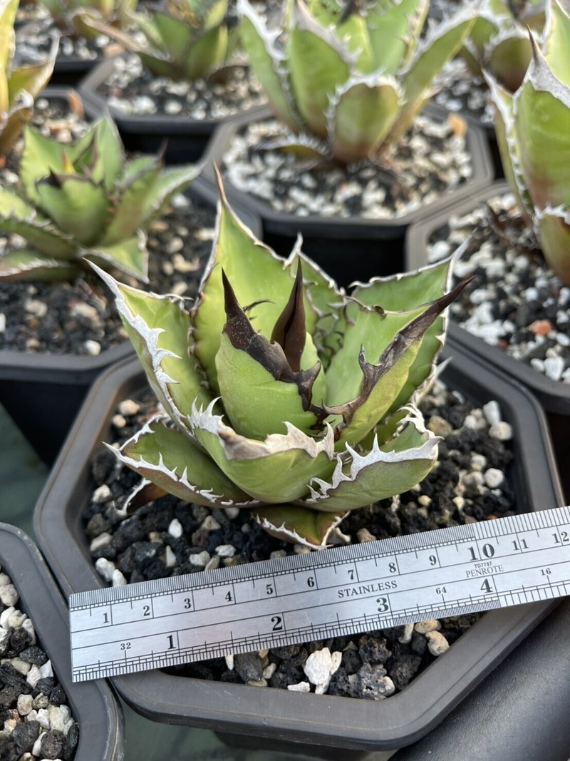 日本で見つけた レアな台湾植物 Tjc松本 日本と海外を繋げたい Note