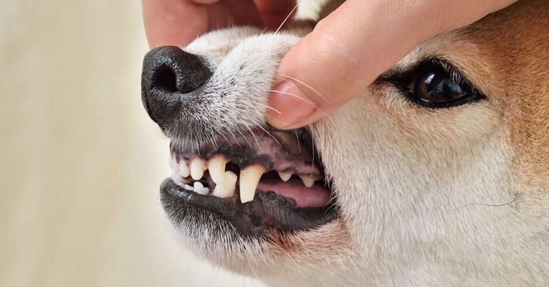 犬の歯の病気の中で最も多いのは 日本生活環境支援協会 日本生活環境支援協会 Note 犬の歯の病気の中で最も多いのは 日本生活環境支援協会 日本生活環境支援協会 Note