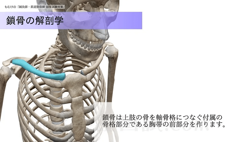 柔道整復学 図解 イラスト とゴロあわせで簡単に覚える 鎖骨骨折 好発 発生機序 整復 固定 森元塾 国家試験対策 Note