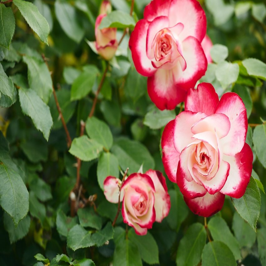 いよいよ 春バラが見ごろの いばらきフラワーパーク Parkers Official Note Note