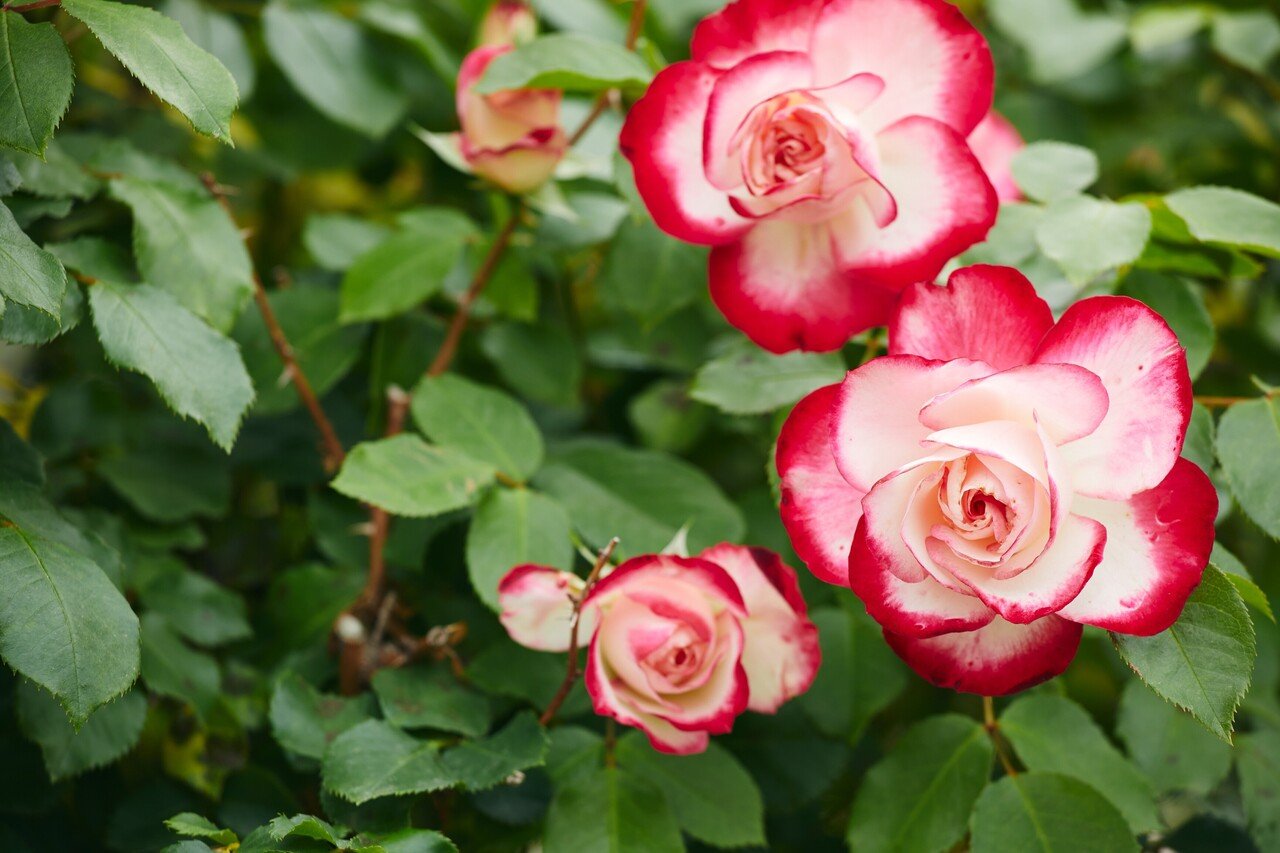 いよいよ 春バラが見ごろの いばらきフラワーパーク Parkers Official Note Note いよいよ 春バラが見ごろの いばらきフラワーパーク Parkers Official Note Note