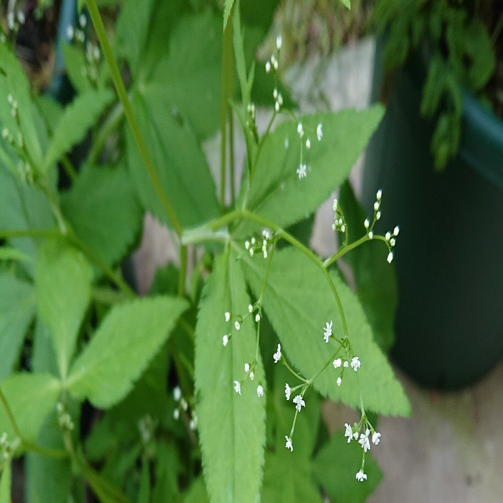 三葉芹 がーこ Note