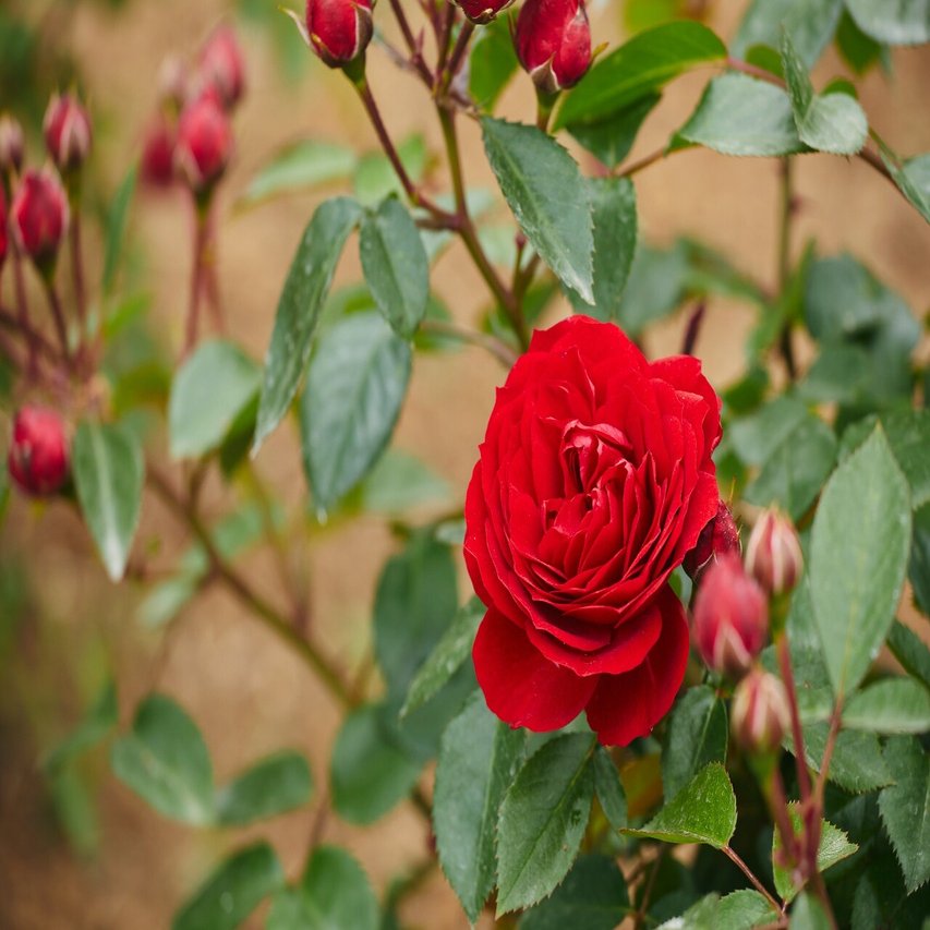 いよいよ 春バラが見ごろの いばらきフラワーパーク Parkers Official Note Note