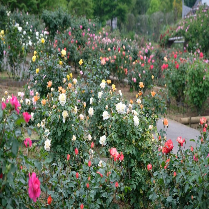 いよいよ 春バラが見ごろの いばらきフラワーパーク Parkers Official Note Note