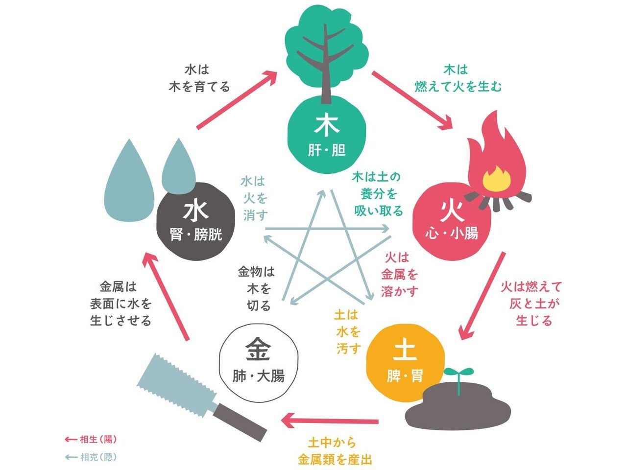 大根や人参だけでもOK！身近な農作物からみる薬膳の世界｜福岡ソノリク