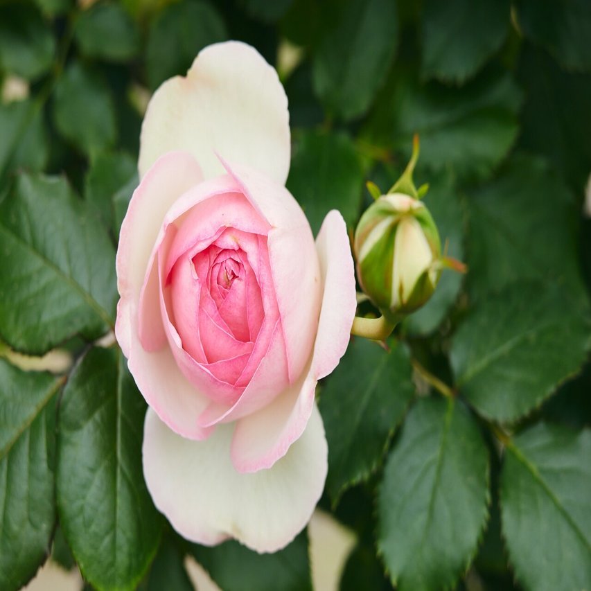 いよいよ 春バラが見ごろの いばらきフラワーパーク Parkers Official Note Note