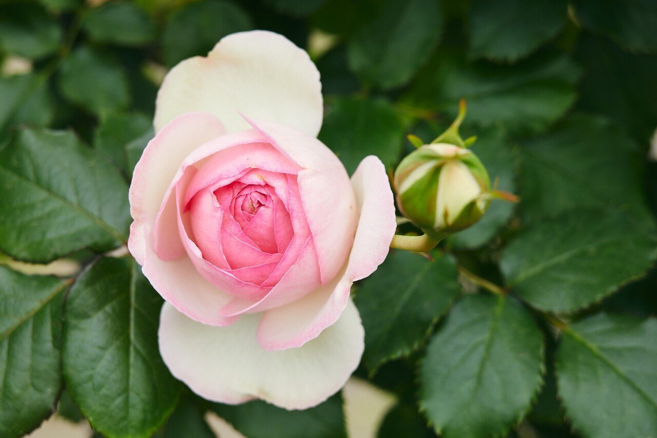 いよいよ 春バラが見ごろの いばらきフラワーパーク Parkers Official Note Note いよいよ 春バラが見ごろの いばらきフラワーパーク Parkers Official Note Note