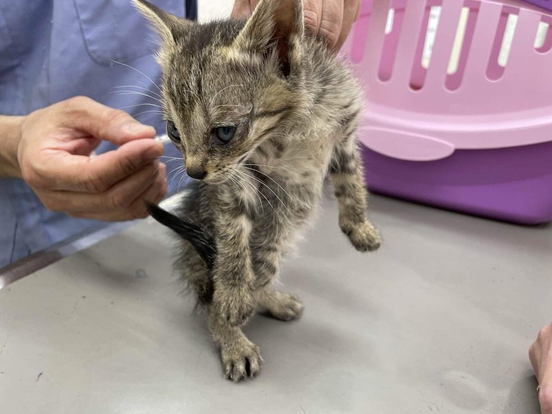 子猫4きょうだいの保護と母猫のtnr にゃんこの里60家 Note 子猫4きょうだいの保護と母猫のtnr にゃんこの里60家 Note