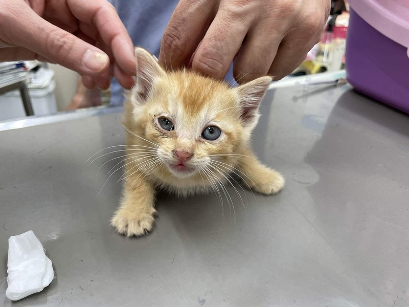 子猫4きょうだいの保護と母猫のtnr にゃんこの里60家 Note 子猫4きょうだいの保護と母猫のtnr にゃんこの里60家 Note
