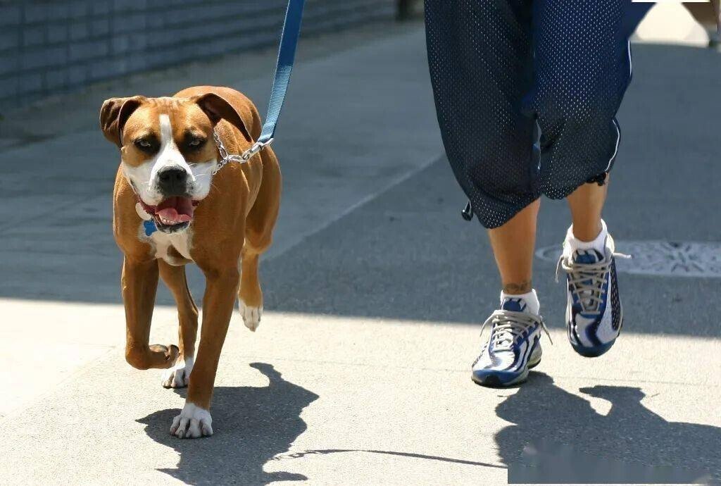 中国では 5月1日から外出時に犬をリードで繋げないと法律違反になります 今まで散歩中の犬をきちんと管理しなかったせいで 散歩中に人が襲われる事件が多発 ゚d゚ 中国では リードなしで散歩すること 中国情報発信所maru Note 中国では 5月1日から外出時に犬をリードで繋げないと法律違反になります 今まで散歩中の犬をきちんと管理しなかったせいで 散歩中に人が襲われる事件が多発 ゚d゚ 中国では リードなしで散歩すること 中国情報発信所maru Note