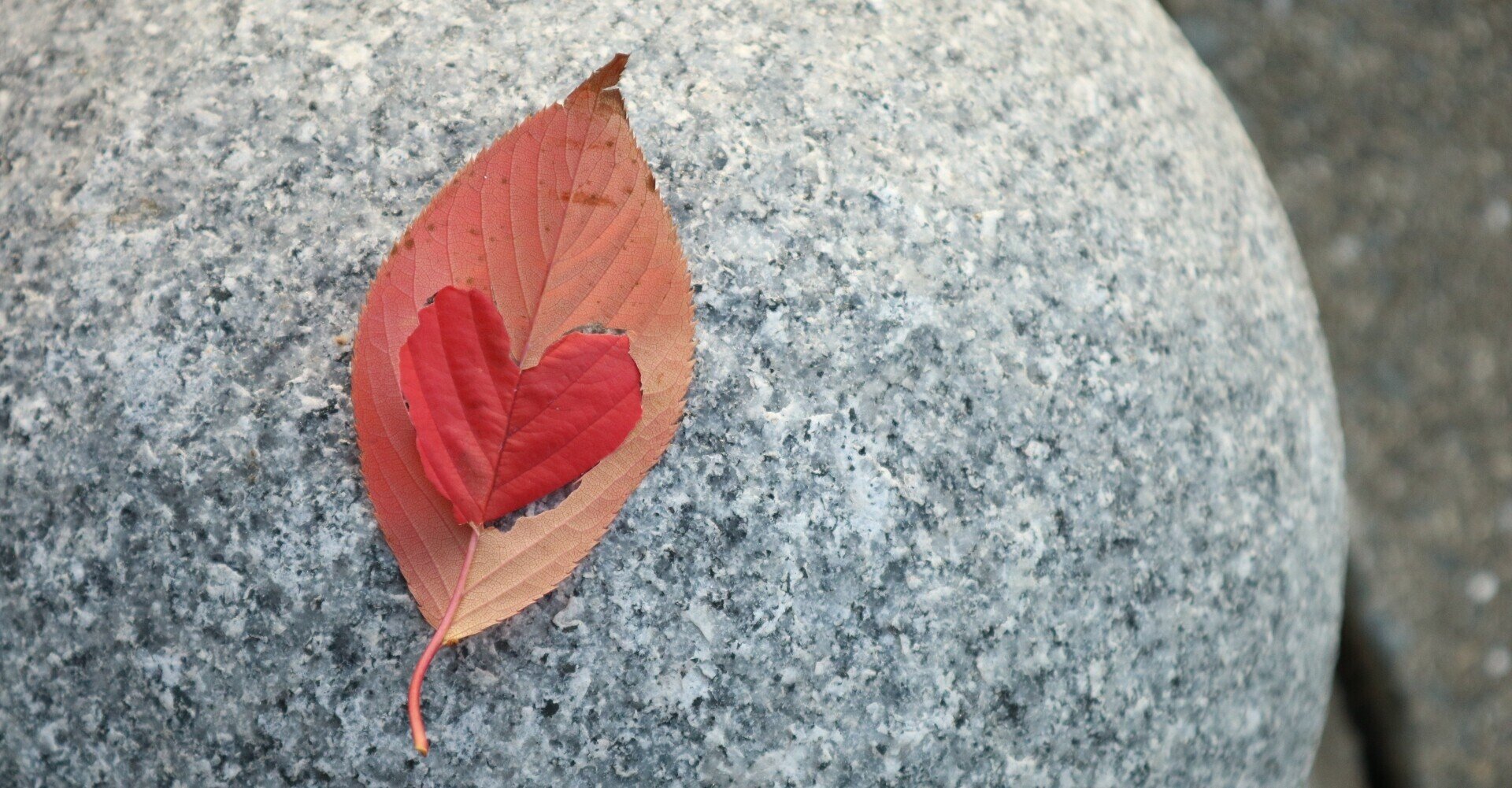 和訳 ノットビコーズ Radwimps いろは Note 和訳 ノットビコーズ Radwimps いろは Note