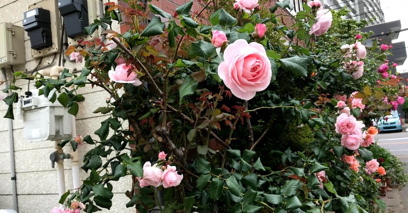 今年の薔薇は大きくて豪華な気がする……🌹🌹🌹