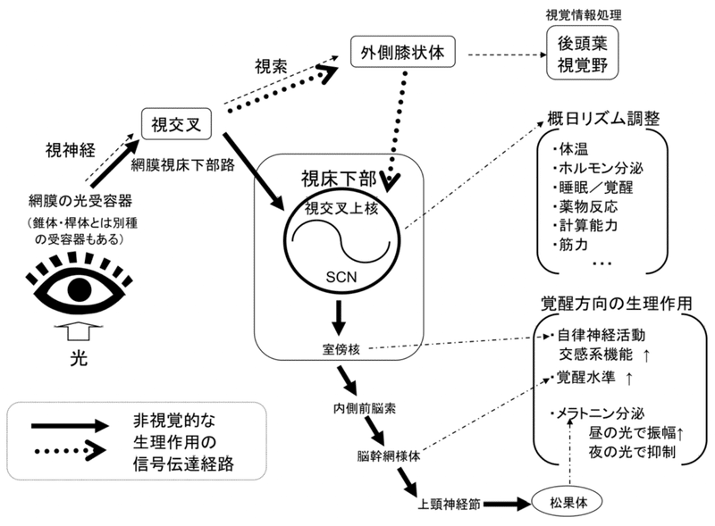 脳、光