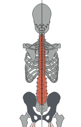 胸椎多裂筋解剖