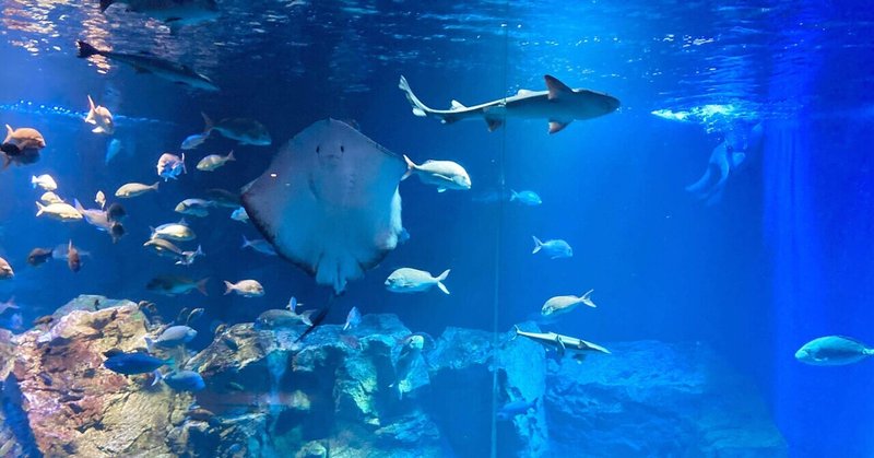 将来の夢は水族館の飼育員 あくるん Note