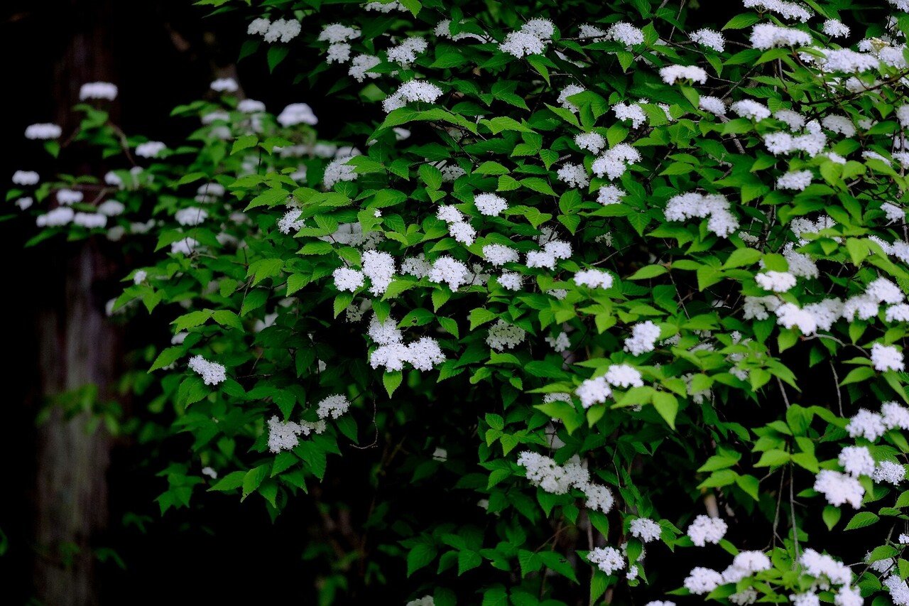 森に咲く白い花 コバノガマズミ Hhaannaaiihh Note
