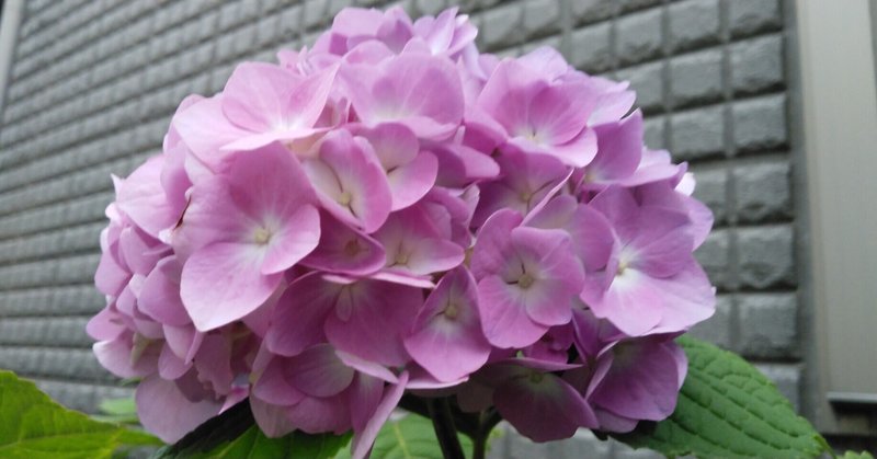 梅雨のはしり の新着タグ記事一覧 Note つくる つながる とどける