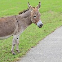 老夫婦とロバのお話しを考える 浜松太郎 Note