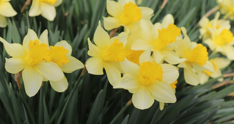 硲伊之助(三彩亭)作/九谷色絵夫婦鶴中皿/海部公子 硲紘一識箱/21.7cm 硲伊之助(三彩亭)作/九谷色絵夫婦鶴中皿/海部公子 硲紘一