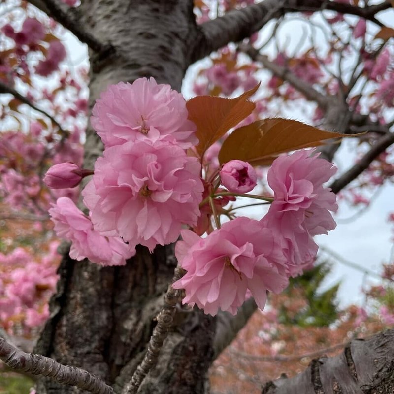 八重桜　2021.5.11